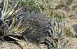 Anteprima di Echinopsis ferox
