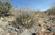 Vista previa de Echinopsis ferox