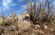 Vista previa de Echinopsis ferox