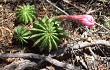 Preview photo Echinopsis oxygona