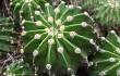 Anteprima di Echinopsis oxygona