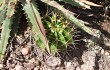 Preview photo Echinopsis oxygona