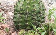 Vista previa de Echinopsis oxygona