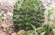 Anteprima di Echinopsis oxygona