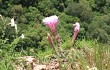 Vista previa de Echinopsis oxygona