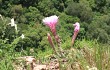 Anteprima di Echinopsis oxygona