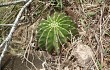 Preview photo Echinopsis oxygona