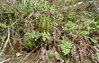 Preview photo Echinopsis oxygona