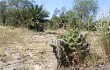 Anteprima di Echinopsis oxygona