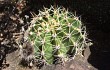 Preview photo Echinopsis oxygona