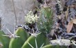 Preview photo Echinopsis oxygona