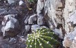 Anteprima di Echinopsis oxygona