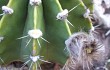 Preview photo Echinopsis oxygona