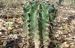 Preview photo Echinopsis oxygona