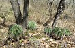 Anteprima di Echinopsis oxygona