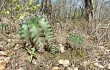 Preview photo Echinopsis oxygona