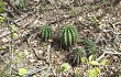 Preview photo Echinopsis oxygona