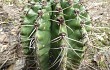 Anteprima di Echinopsis oxygona