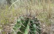 Anteprima di Echinopsis oxygona