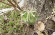 Preview photo Echinopsis oxygona