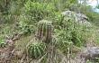 Vista previa de Echinopsis oxygona