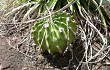 Preview photo Echinopsis oxygona