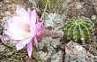 Preview photo Echinopsis oxygona