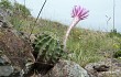 Preview photo Echinopsis oxygona