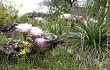 Preview photo Echinopsis oxygona