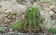 Preview photo Echinopsis oxygona