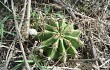 Preview photo Echinopsis oxygona