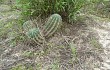 Preview photo Echinopsis oxygona