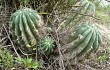 Preview photo Echinopsis oxygona