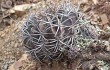 Preview photo Echinopsis rojasii