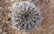 Preview photo Echinopsis rojasii