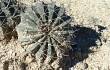 Anteprima di Echinopsis rojasii