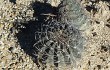 Anteprima di Echinopsis rojasii