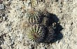 Preview photo Echinopsis rojasii