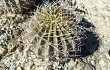 Preview photo Echinopsis rojasii