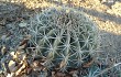 Preview photo Echinopsis rojasii