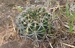 Anteprima di Echinopsis rojasii