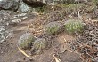 Anteprima di Echinopsis rojasii