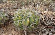 Anteprima di Echinopsis rojasii