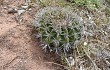 Preview photo Echinopsis rojasii