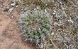 Anteprima di Echinopsis rojasii