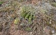 Anteprima di Echinopsis rojasii