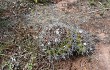 Preview photo Echinopsis rojasii