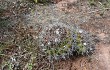 Anteprima di Echinopsis rojasii