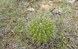 Preview photo Echinopsis rojasii