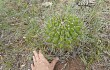 Anteprima di Echinopsis rojasii
